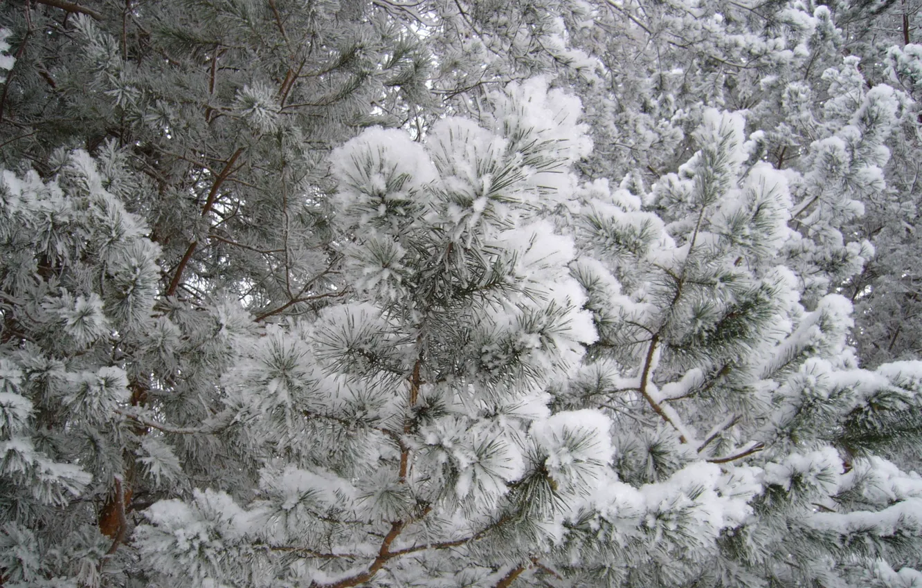 Фото обои зима, иней, лес, снег, природа, елки