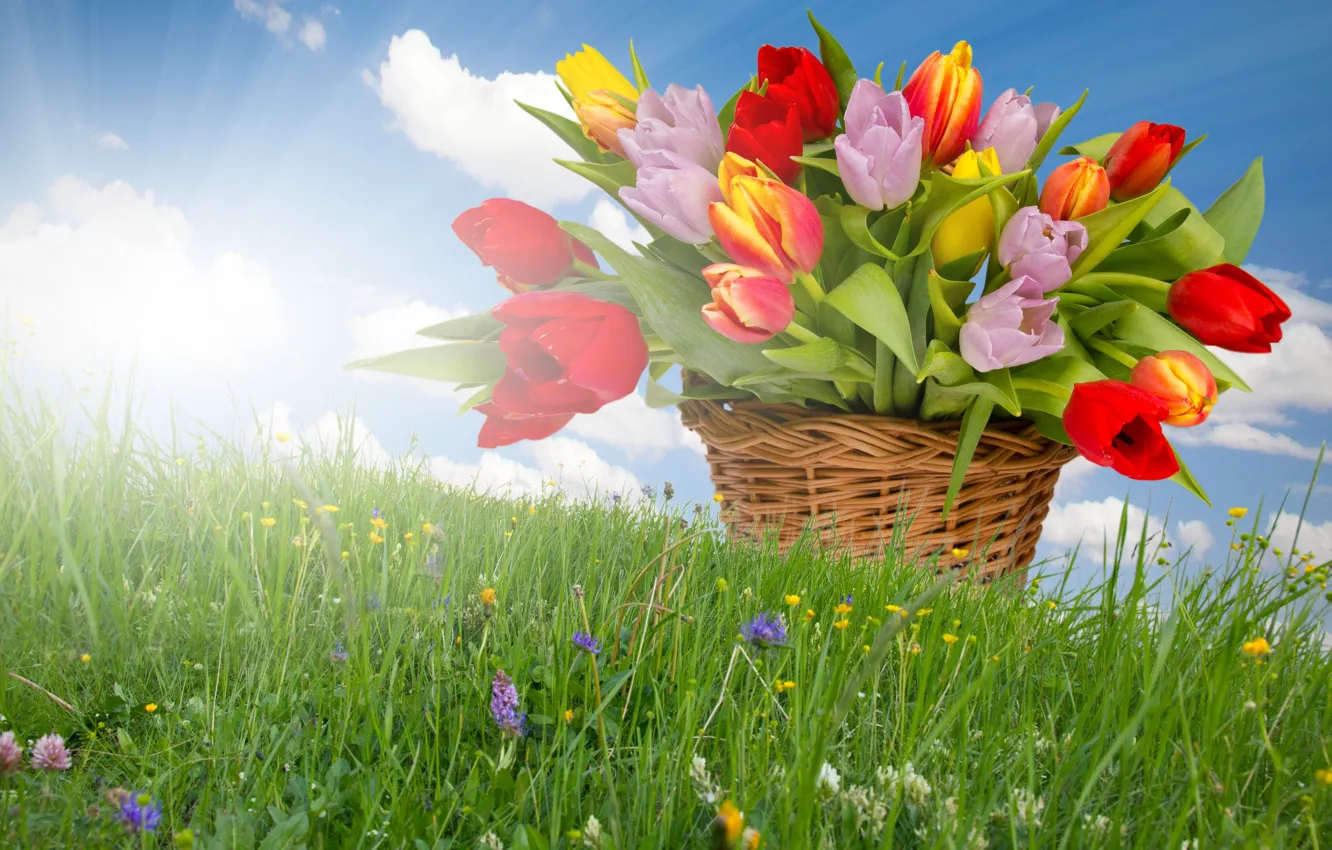 Фото обои цветы, весна, травка, солнечные лучи, корзина тюльпанов