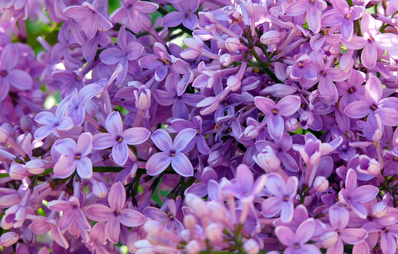 Фото обои фиолетовый, зеленый, весна, лиловый, сирень