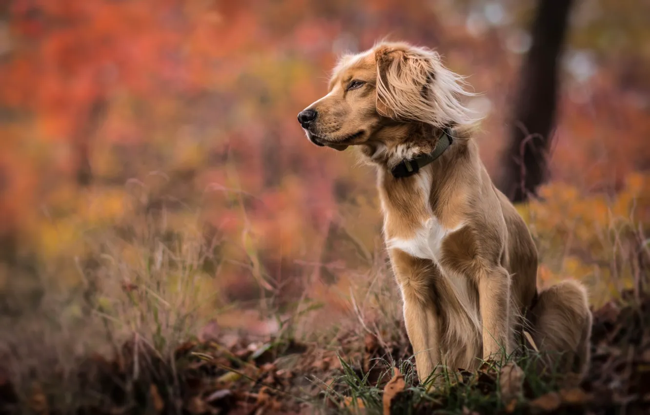 Фото обои осень, трава, природа, Собака, боке