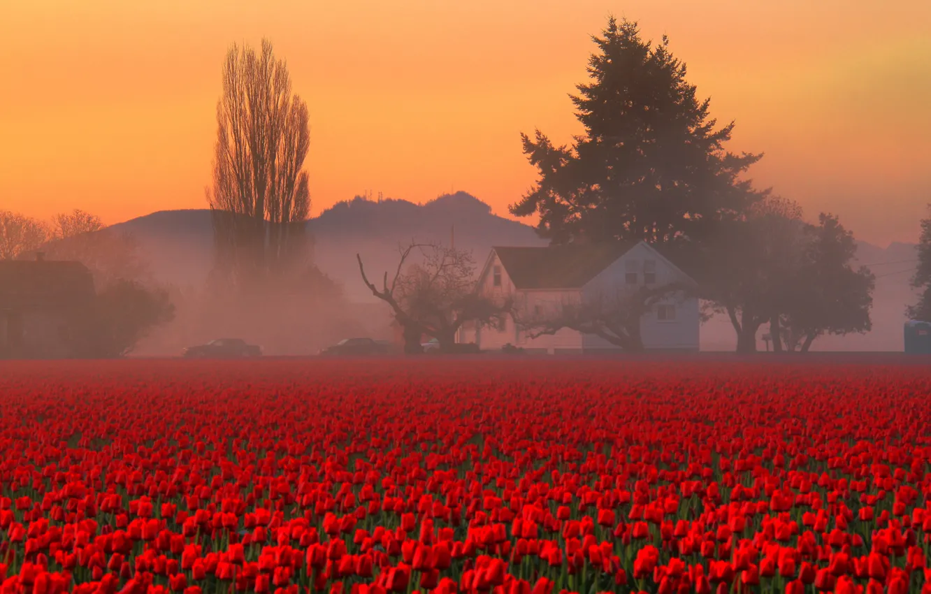 Фото обои поле, небо, деревья, цветы, горы, туман, дом, утро