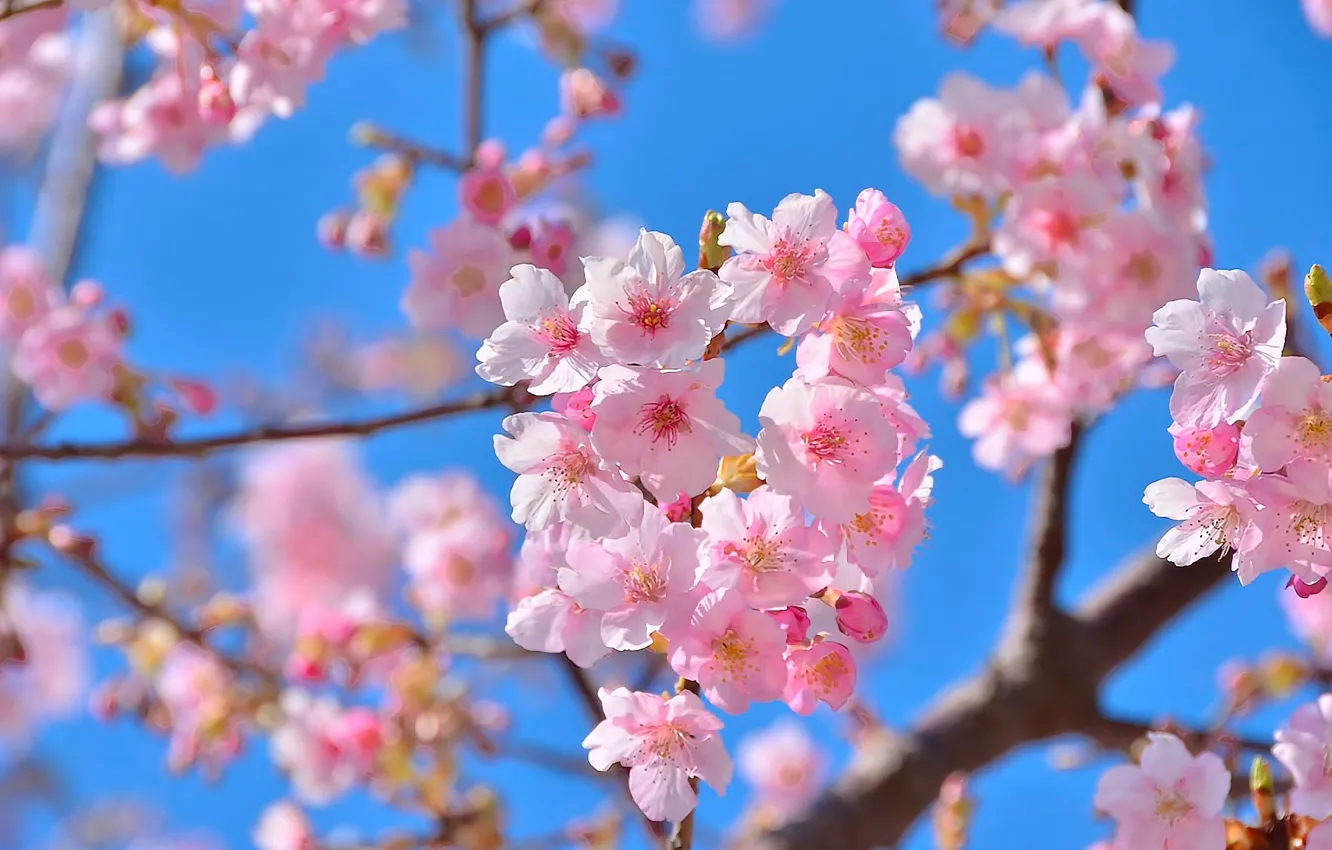 Фото обои цветы, природа, красота, весна, сакура
