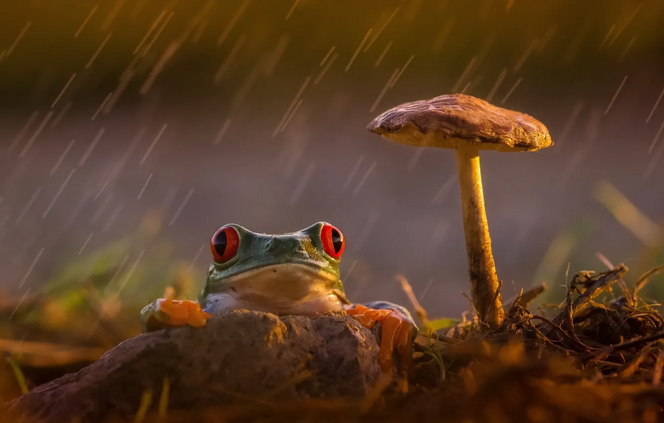 Фото обои грусть, задумчивость, дождь, гриб, лягушка, лапки, оранжевые, зеленая, красные глаза, rain, разноцветная, frog, red eyes, …
