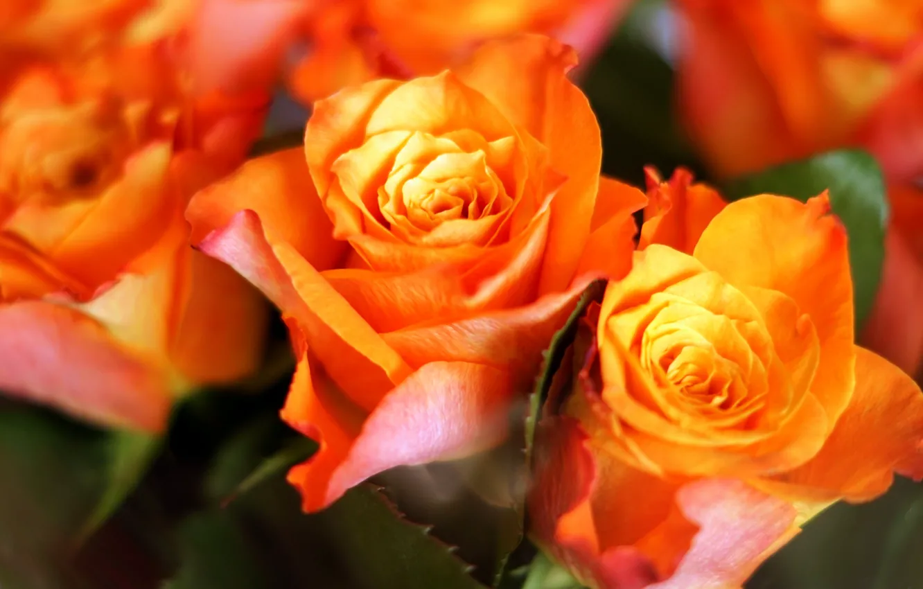 Фото обои розы, букет, Оранжевые