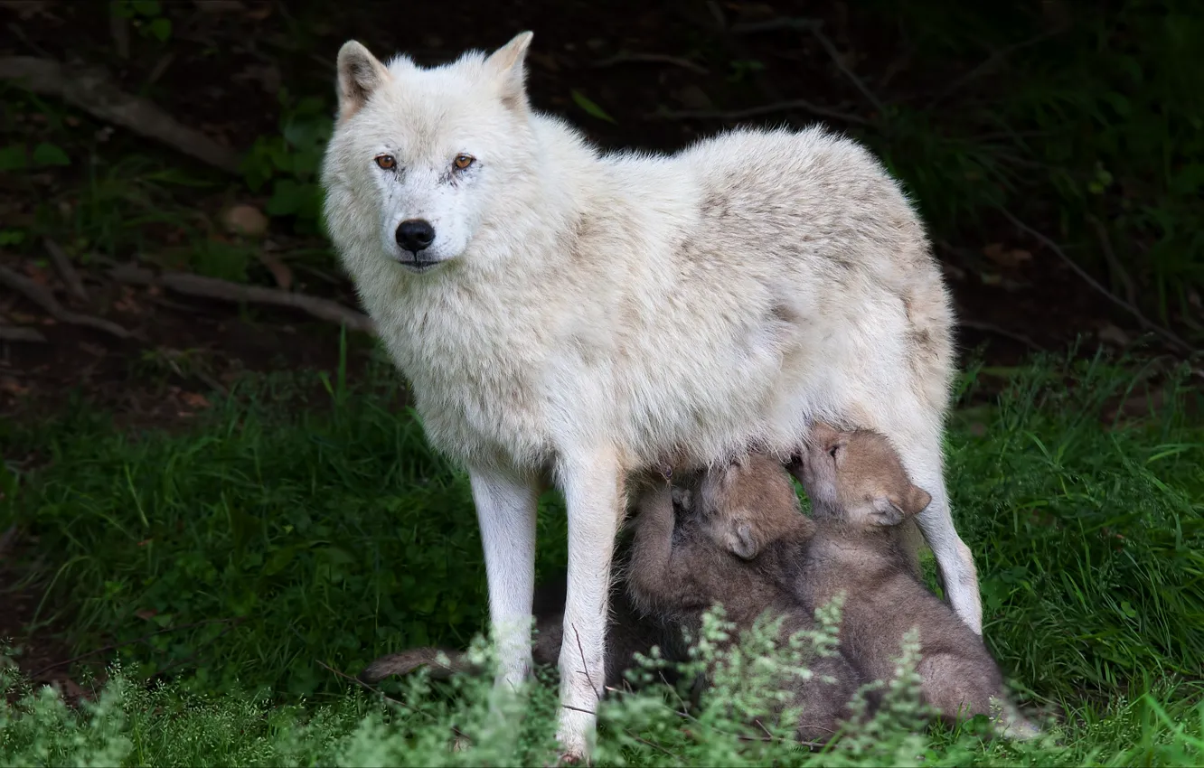 Фото обои животные, природа, волки, волчата, волчица, animals, nature, wolves