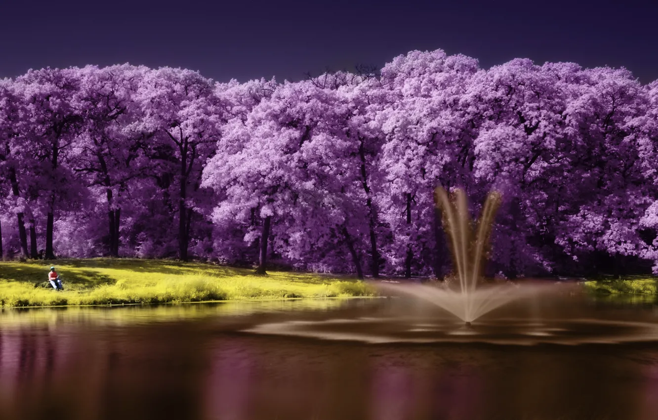Фото обои фиолетовый, пейзаж, озеро, дерево, lake, tree, scenery, purple