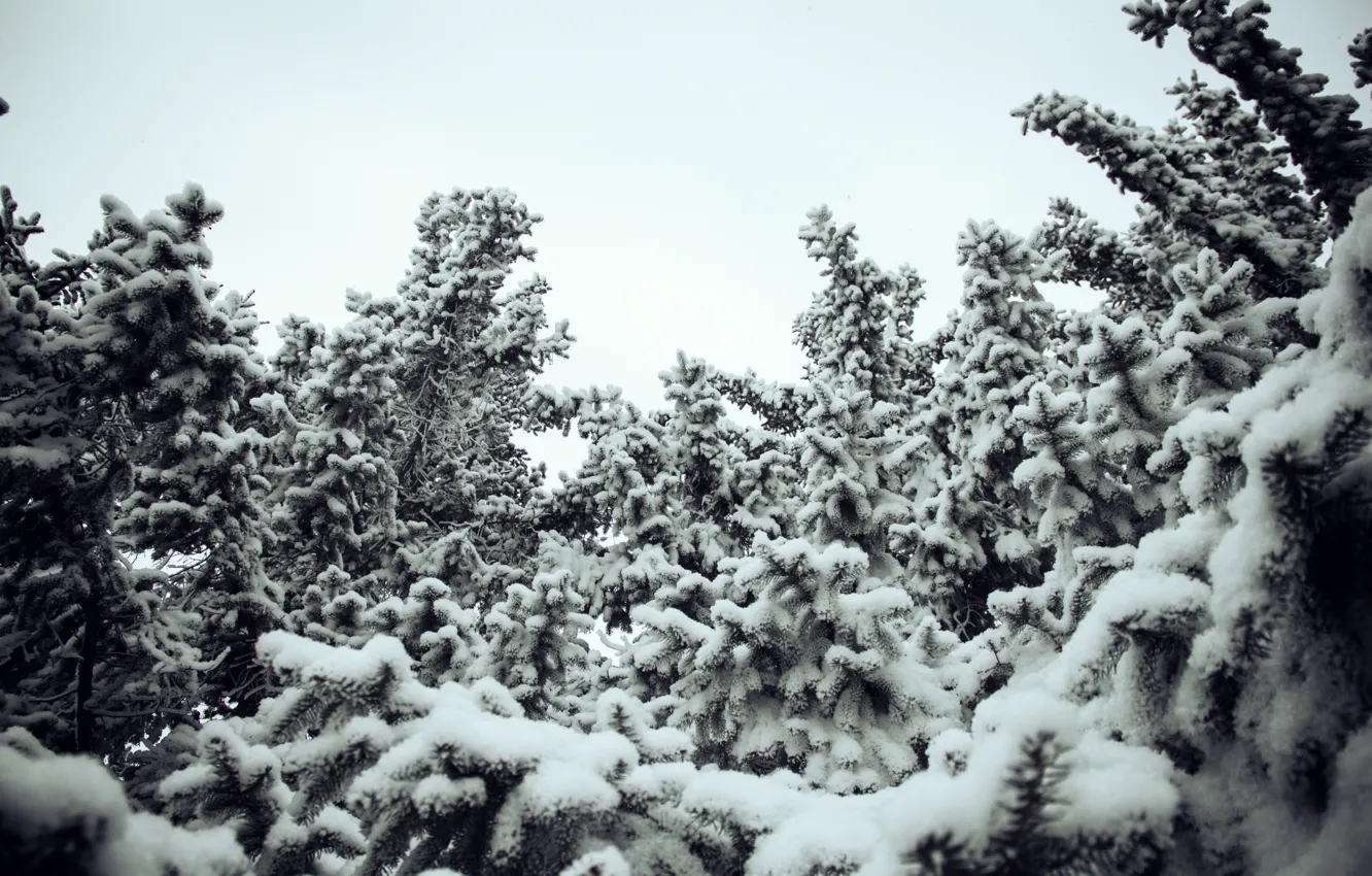 Фото обои зима, снег, сугробы, ёлки