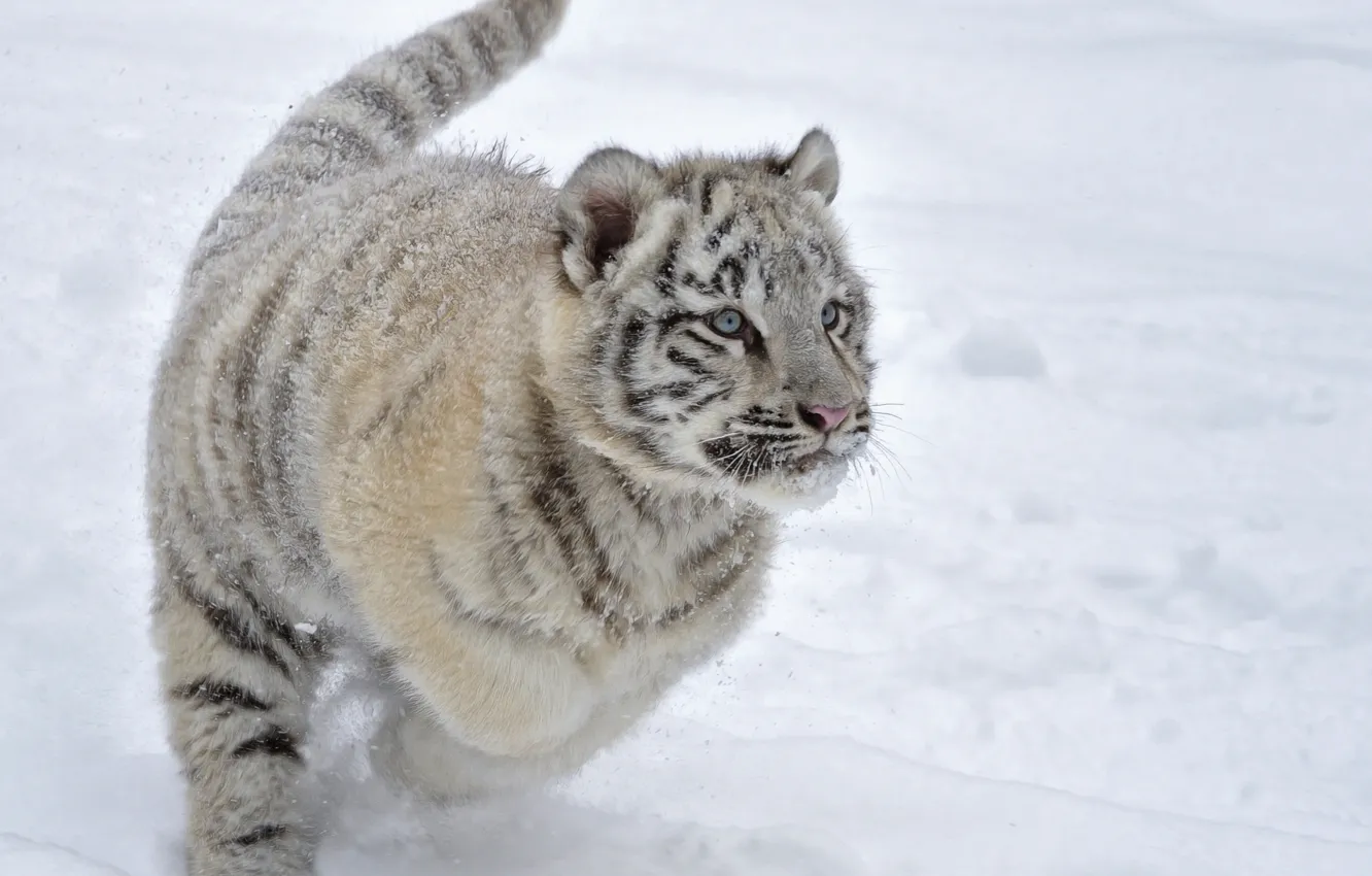 Фото обои зима, снег, котенок, игра, бег, Тигренок