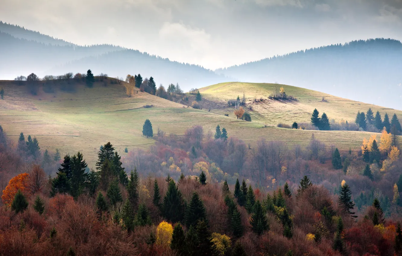 Фото обои лес, деревья, горы, ели, Украина, Карпаты