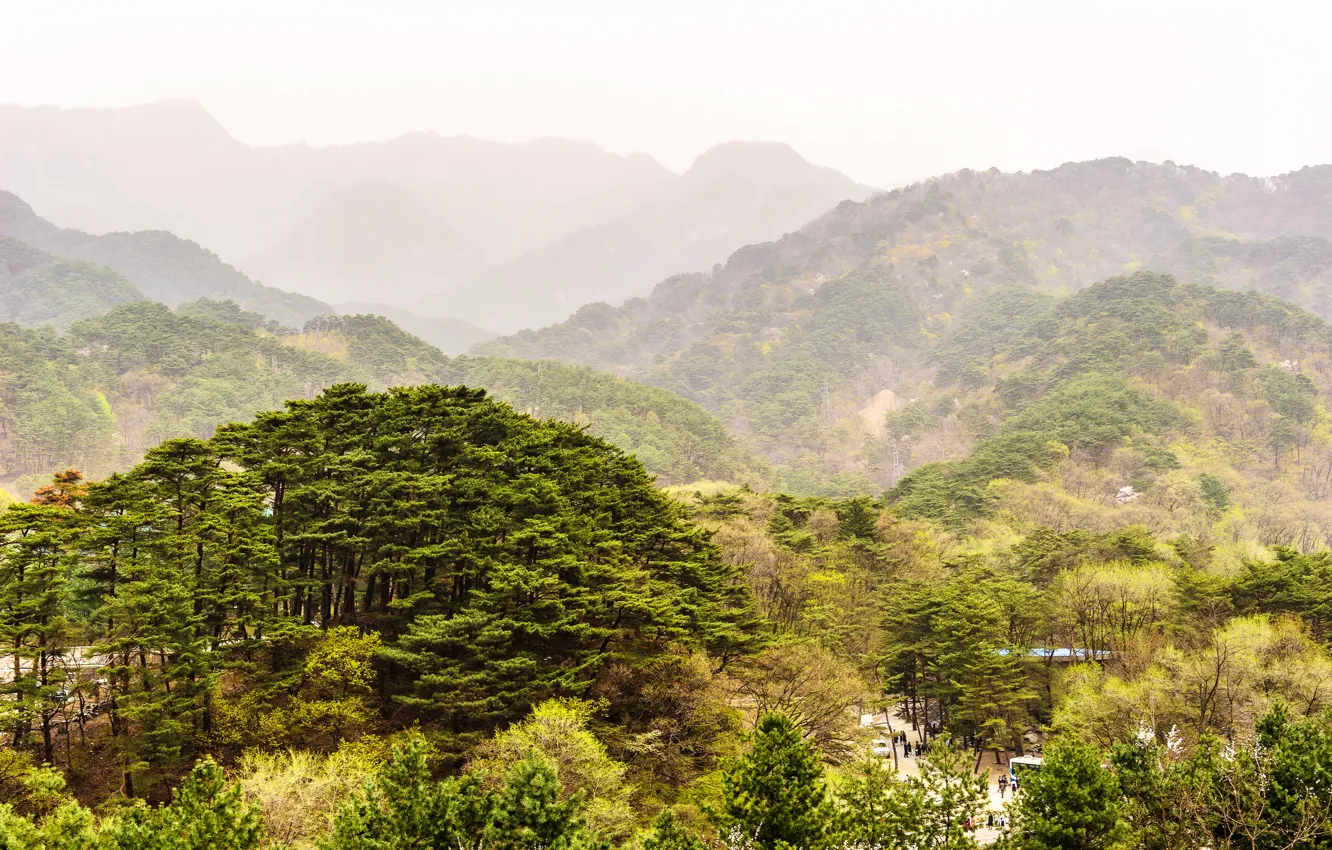 Фото обои зелень, лес, деревья, горы, природа, дымка, North Korea