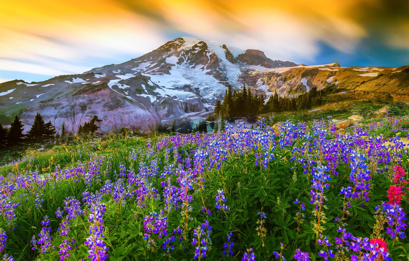 Фото обои трава, цветы, природа, гора, вулкан, вершина, Вашингтон, США, люпин, Mount Rainier National Park, Маунт-Рейнир