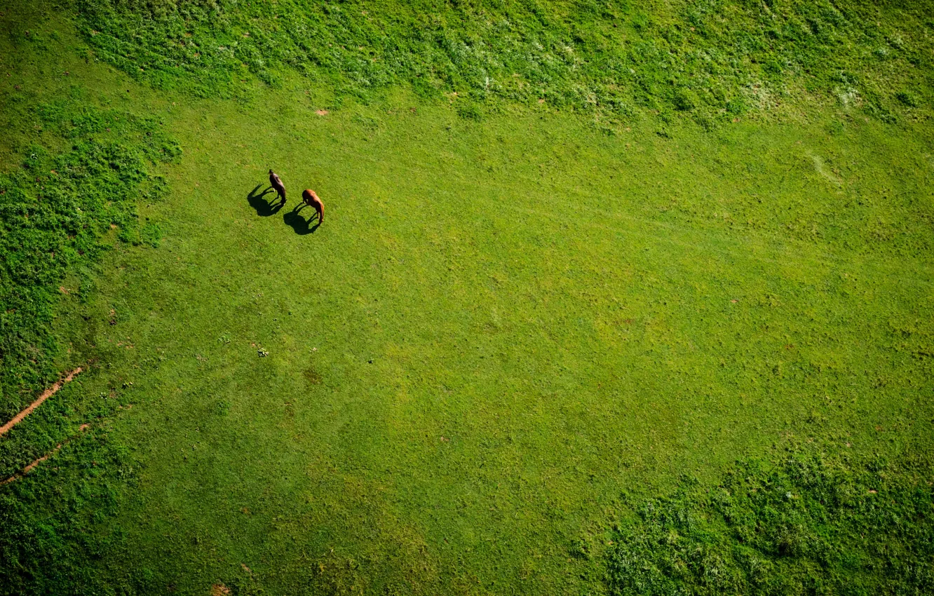 Фото обои поле, лошадь, луг, grass, horse, meadow. 