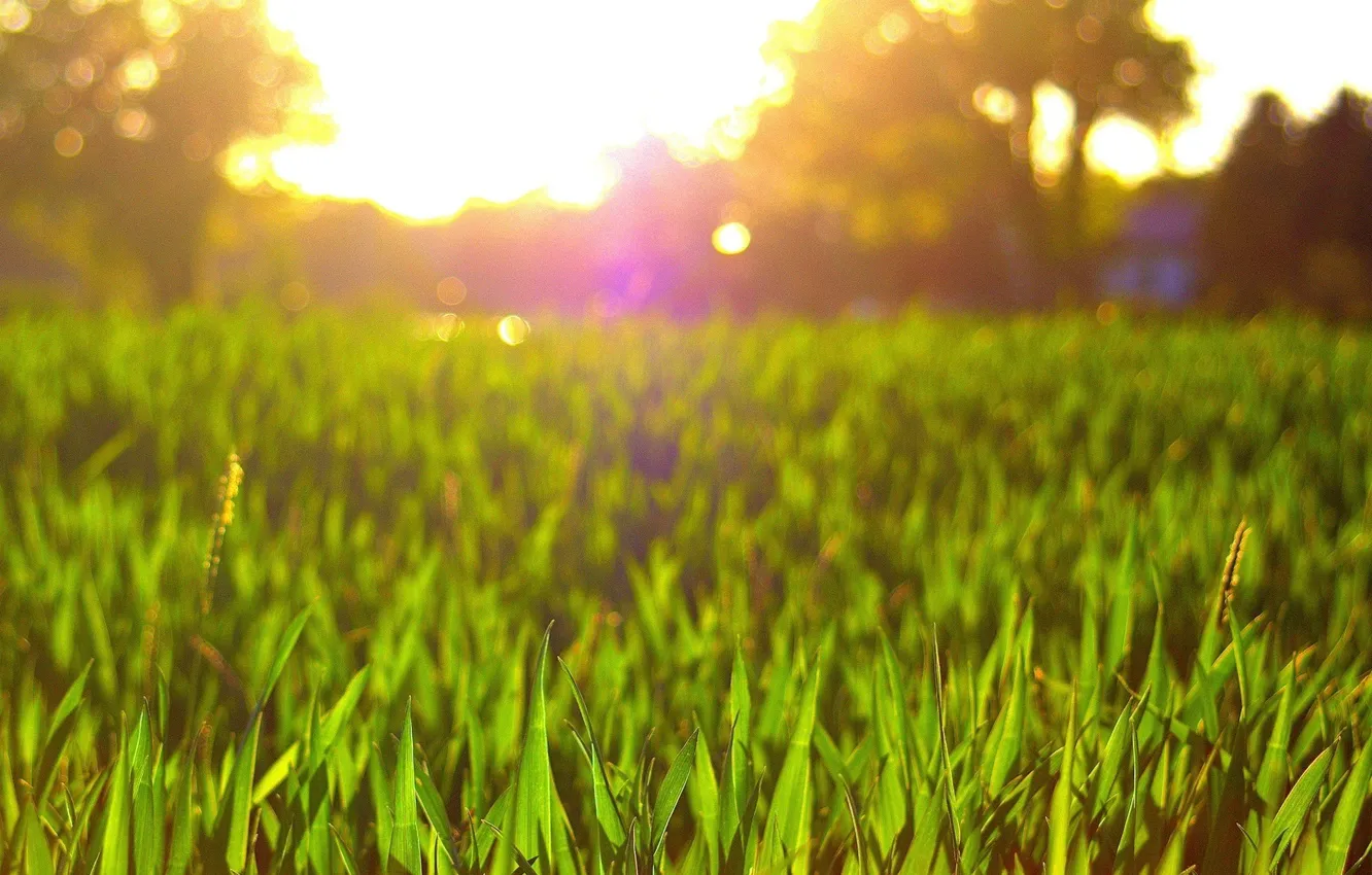 Фото обои небо, трава, солнце, природа