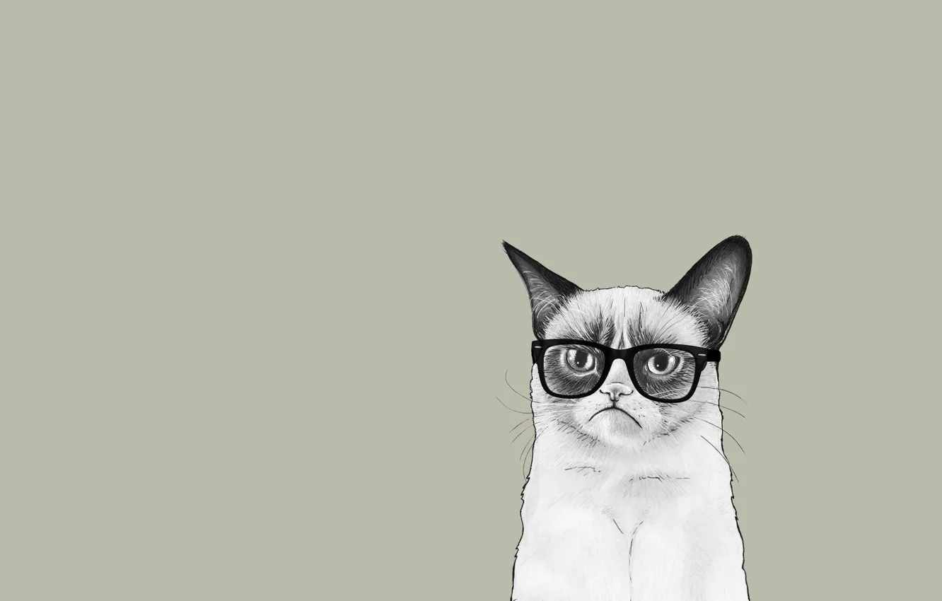 Фото обои кошка, кот, минимализм, очки, Соус Тардар, Grumpy Cat, Tardar Sauce, Сердитый Котик