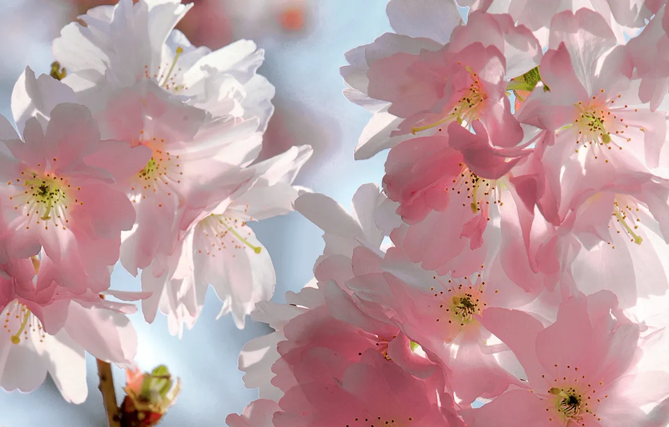 Фото обои небо, цветы, ветки, вишня, красота, весна, лепестки, сакура, нежные, розовые, бутоны, цветение, sky, pink, flowers, …
