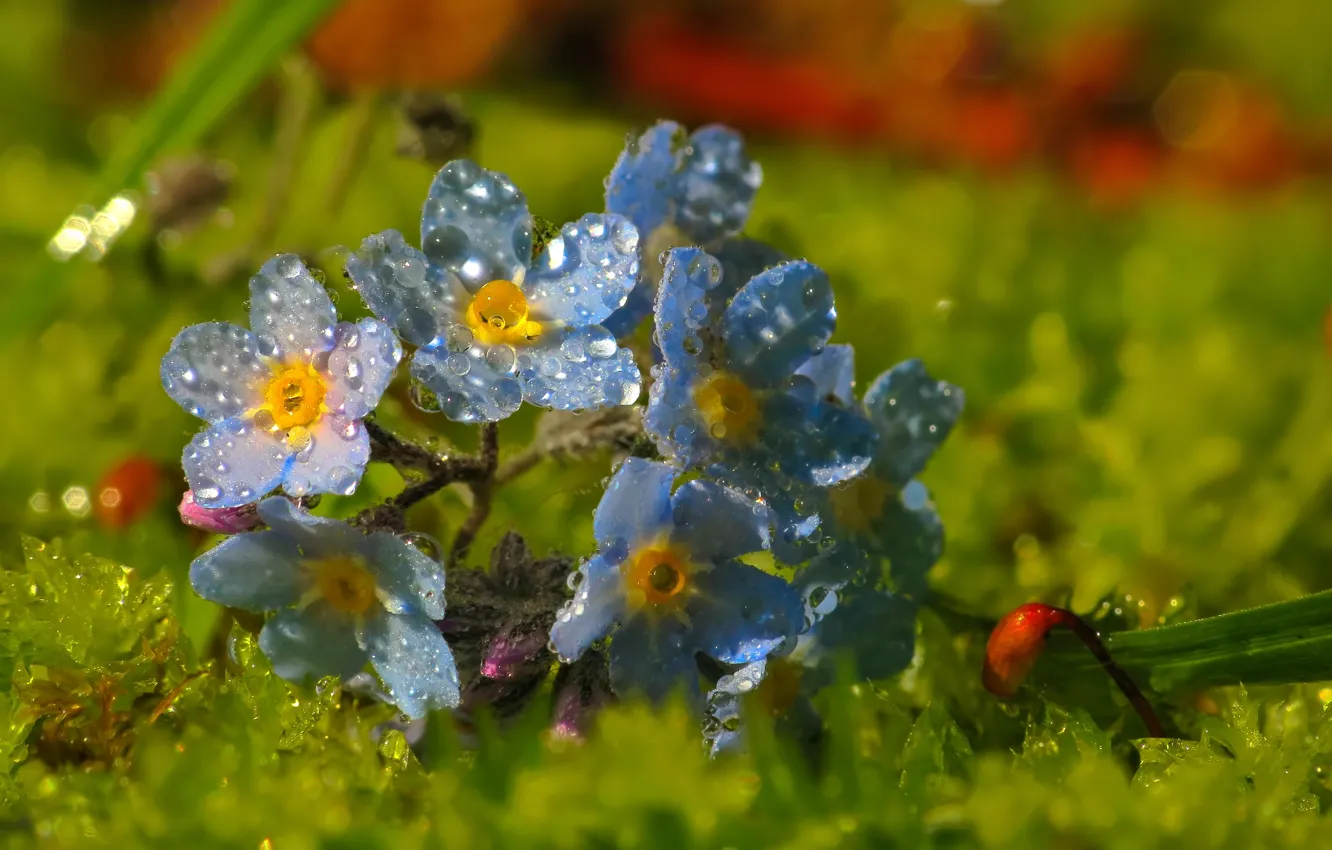 Фото обои капли, макро, голубые, Цветочки, blue, flowers, macro, незабудки, drops