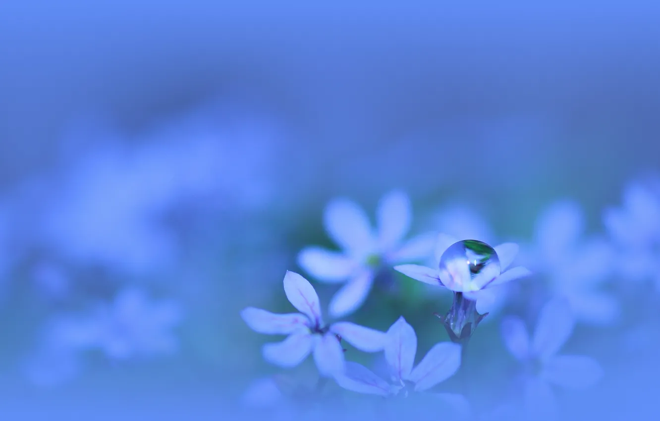 Фото обои вода, макро, цветы, растение, цвет, капля, лепестки, голубые, синие