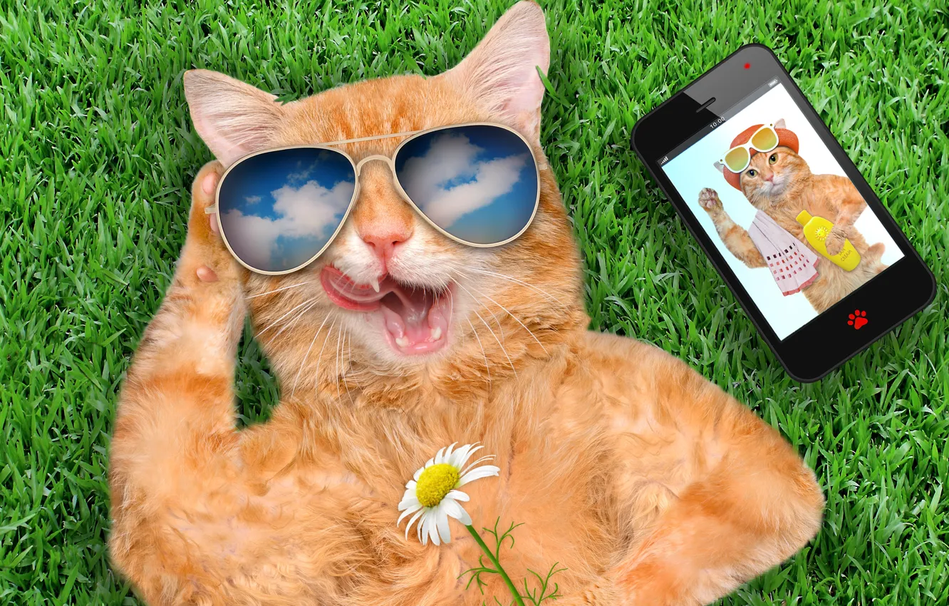 Фото обои grass, cat, smart phone