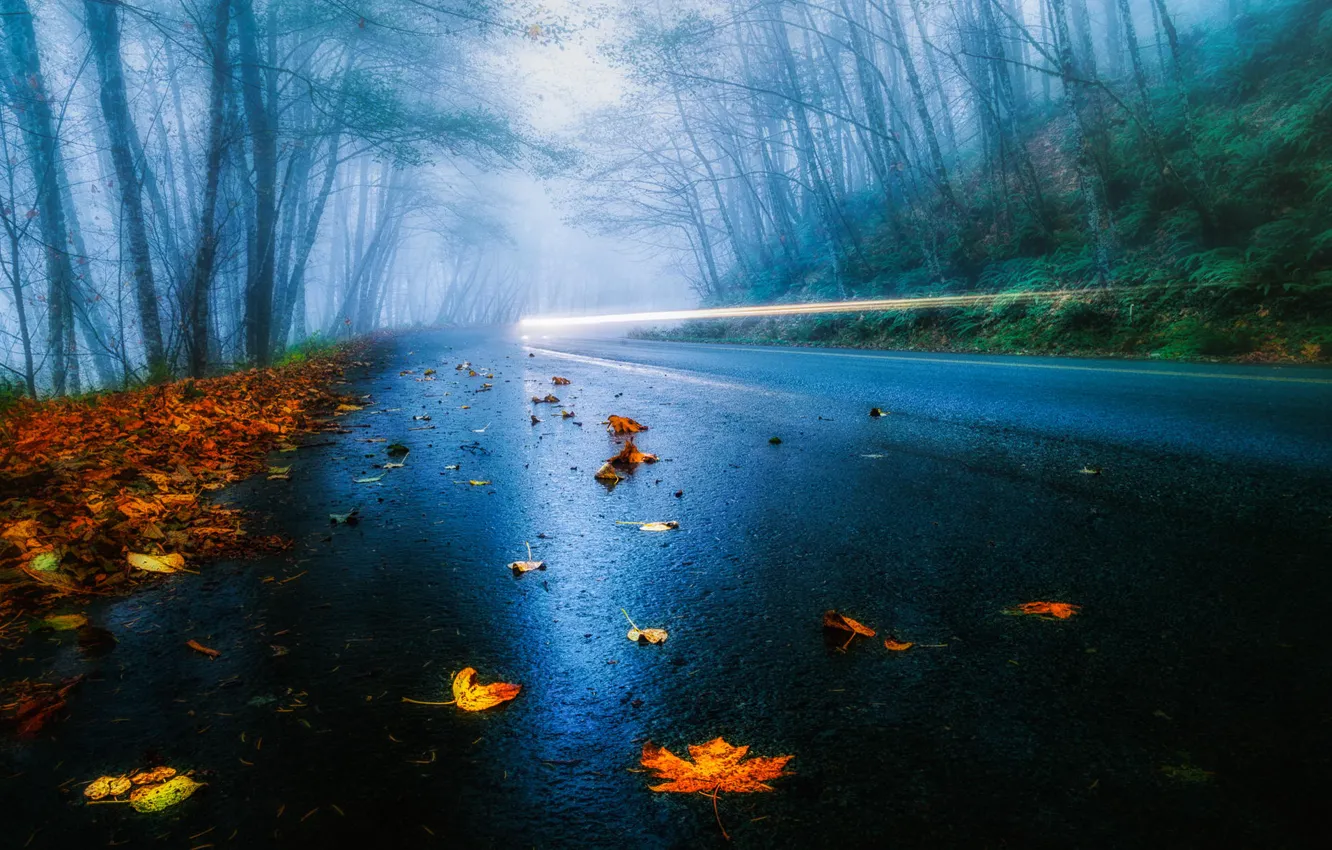 Фото обои дорога, осень, лес, листья, свет, деревья, туман, дождь, фары, выдержка, США, автомобиль