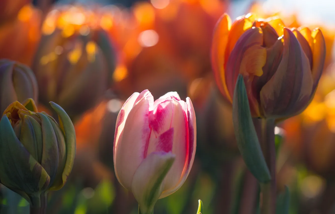 Фото обои макро, свет, цветы, весна, Тюльпаны, бутоны, боке
