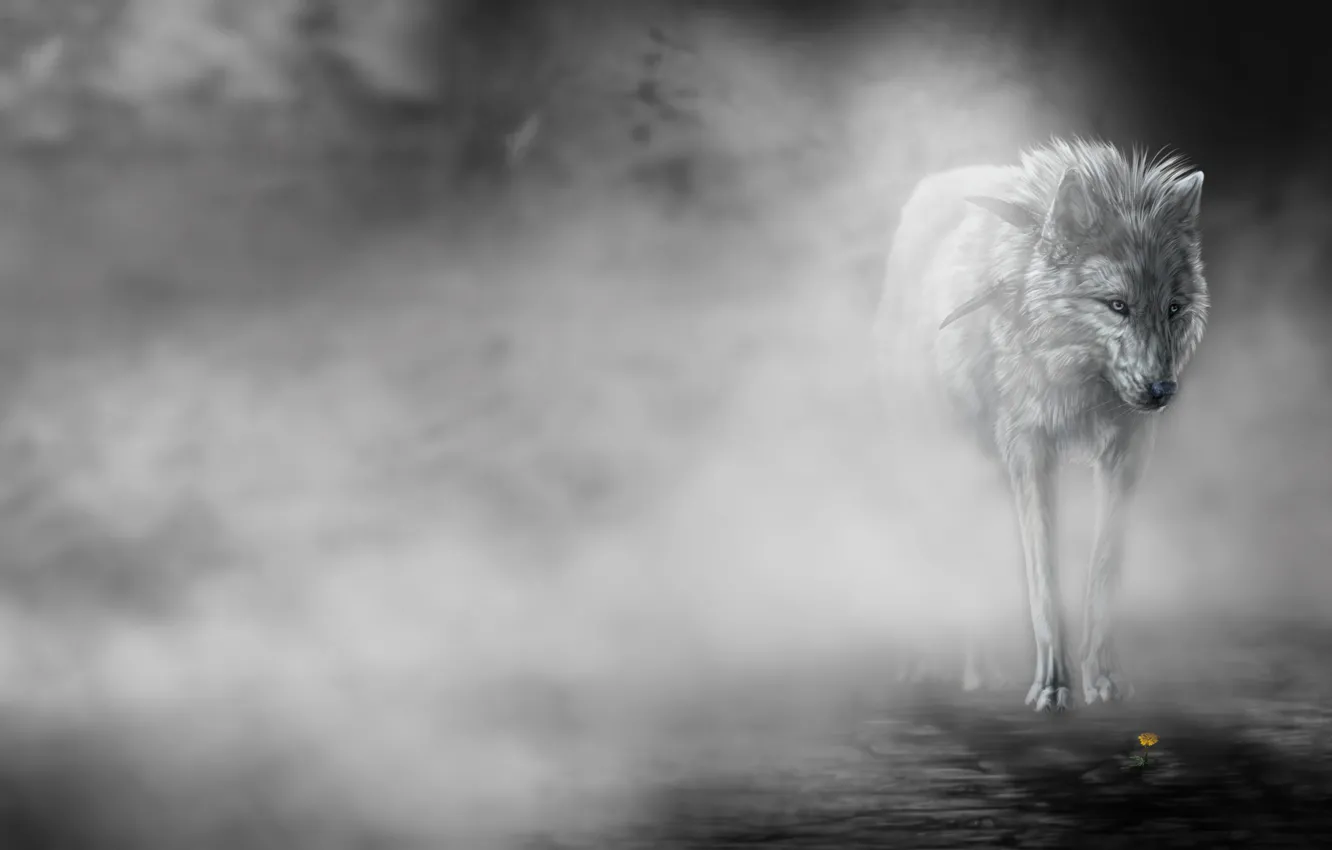 Фото обои цветок, туман, Волк, art, wolfroad, the fog