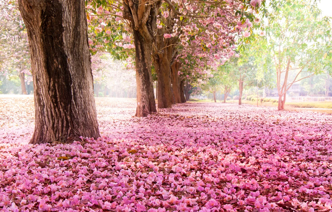 Фото Цветов Под Деревьями
