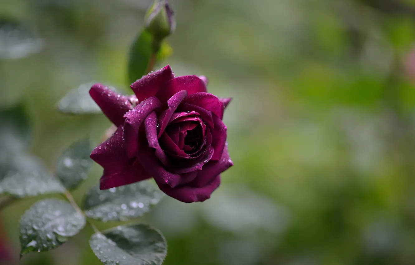 Фото обои роза, после дождя, капли воды, бордовая