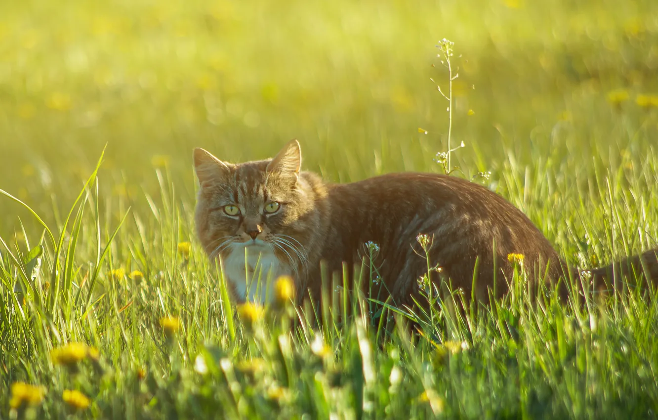 Фото обои трава, цветы, поляна, Кот, рыжий, прогулка