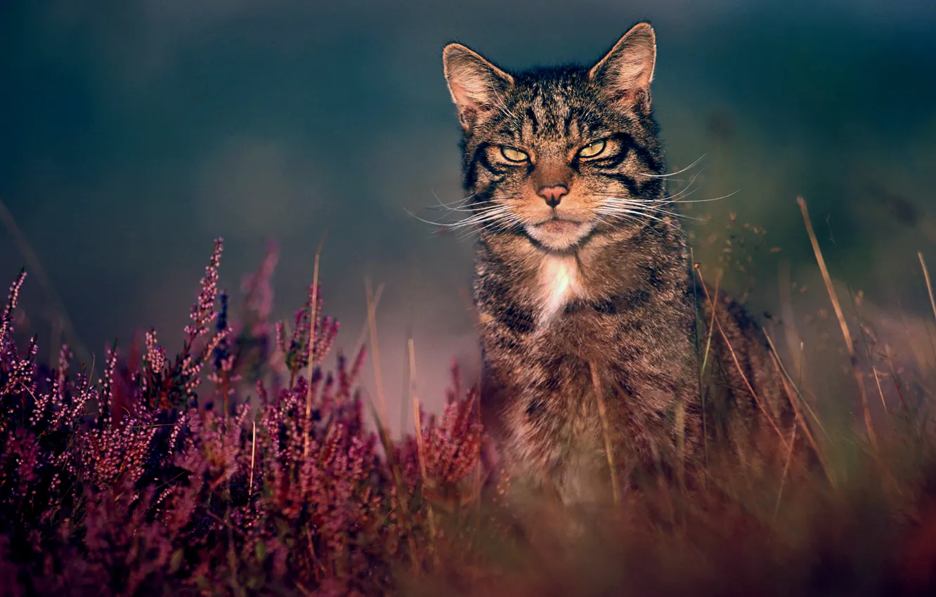 Фото обои трава, природа, лесной кот, дикий кот