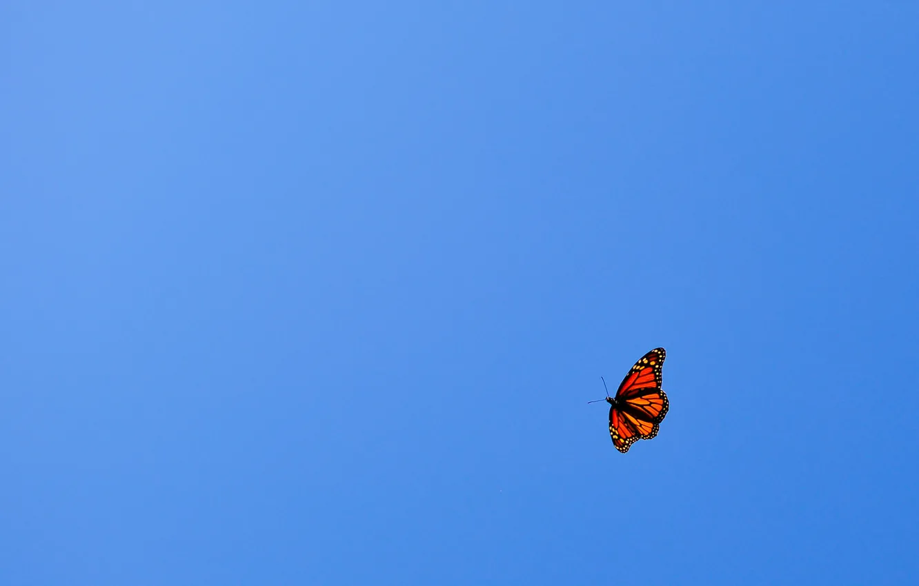 Фото обои небо, полет, голубое, оранжевая, минимализм, Бабочка