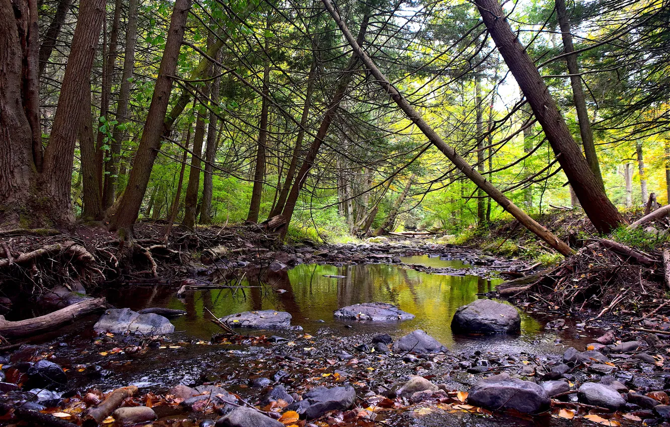 Фото обои осень, лес, листья, деревья, ручей, камни