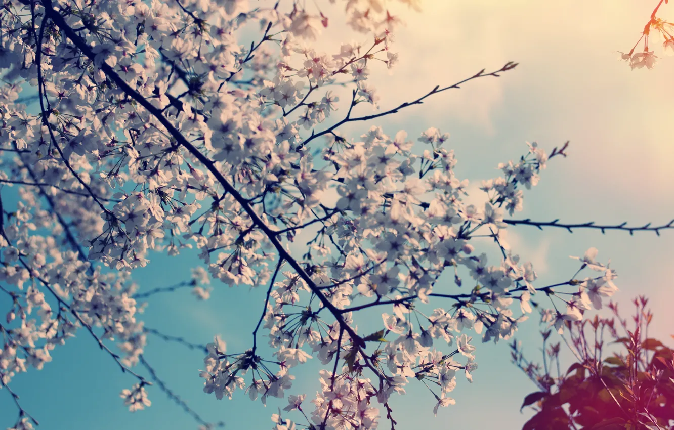 Фото обои цветы, природа, вишня, дерево, весна