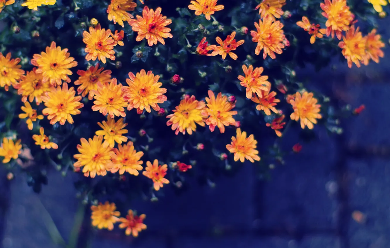 Фото обои цветы, желтые, оранжевые, капли воды, боке
