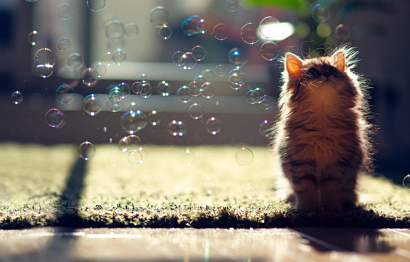 Фото обои кошка, пузыри, Daisy, © Ben Torode, мыльные