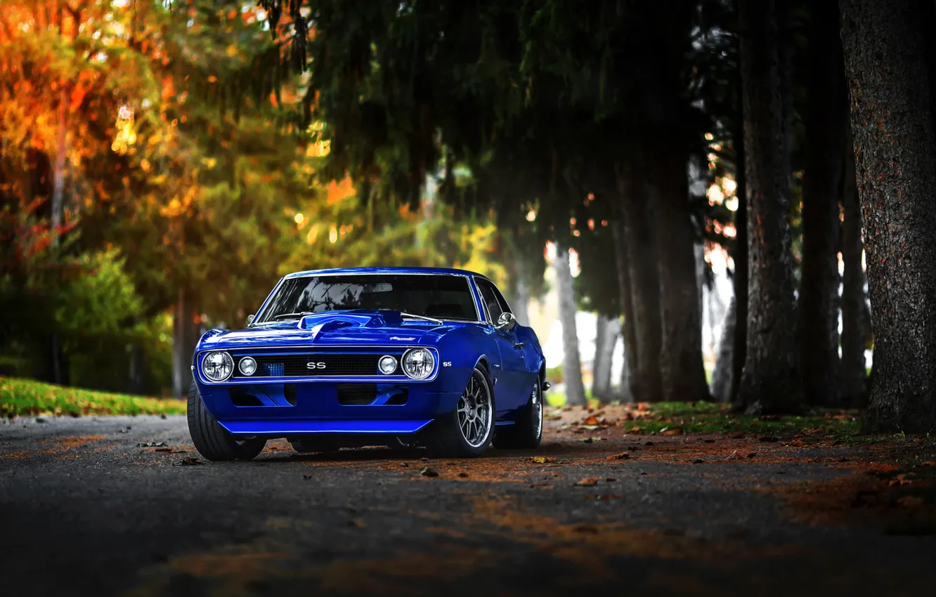 Фото обои Chevrolet, Muscle, 1969, Camaro, Car, Fall, Blue, Color, Forest