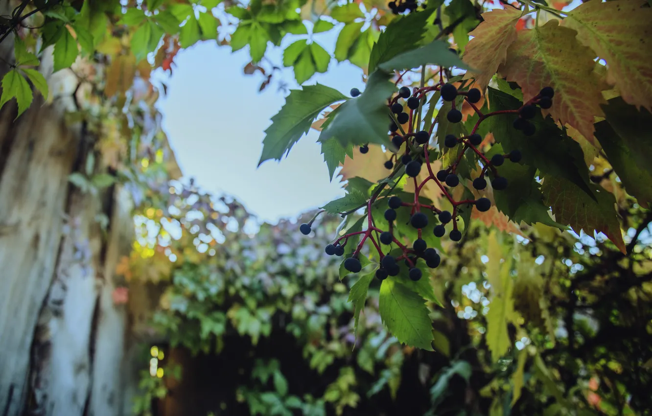 Фото обои осень, природа, дикий виноград