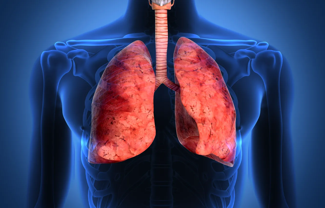 Цікаві факти про людину та її тіло: Здорові легені - це рожеві легені