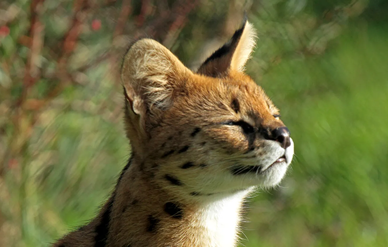 Фото обои малыш, мордочка, профиль, котёнок, балдеет, сервал, кустарниковая кошка, Leptailurus serval