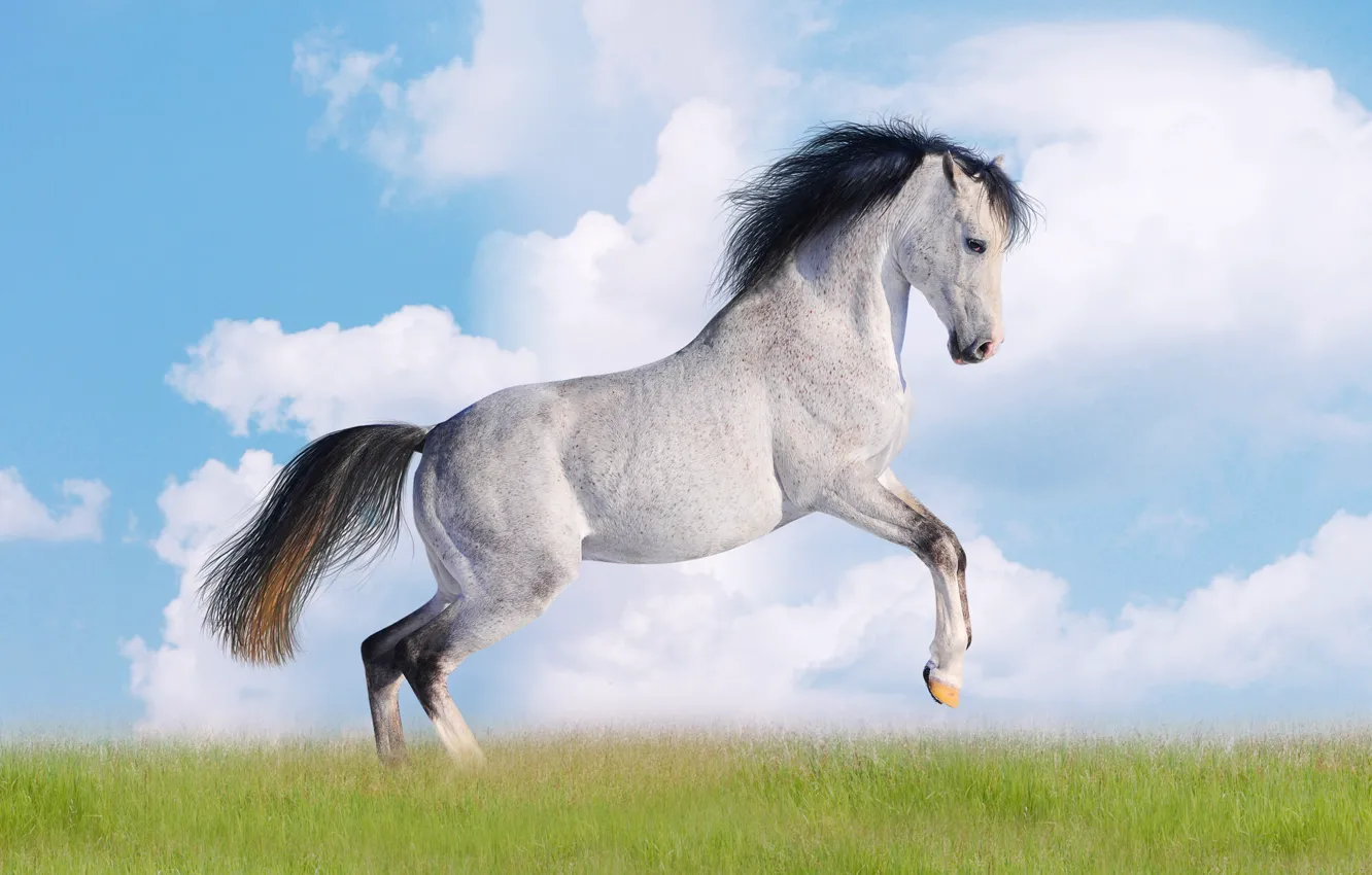 Фото обои небо, трава, облака, лошадь