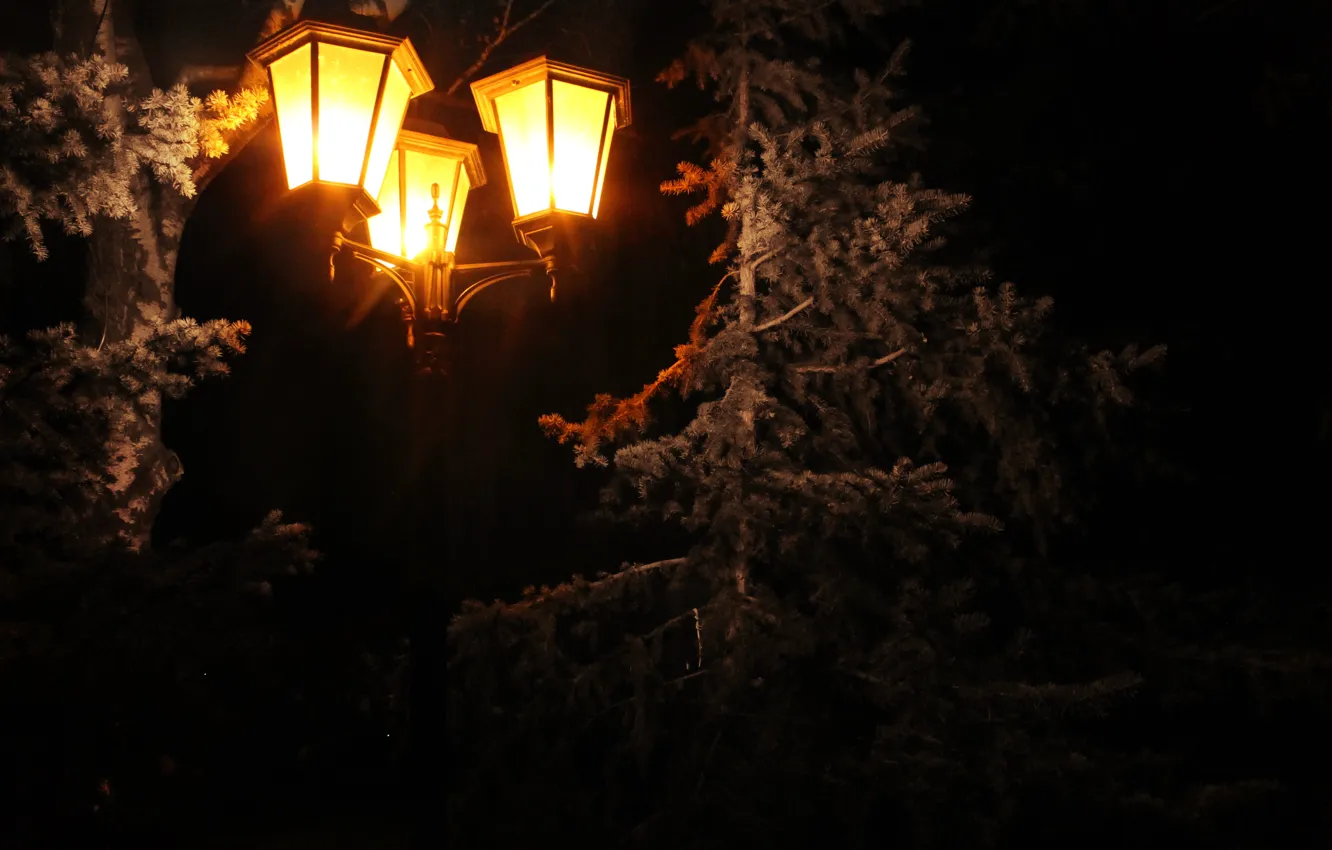 Фото обои праздник, лампа, елка, ель, фонарь, сосна, 2016