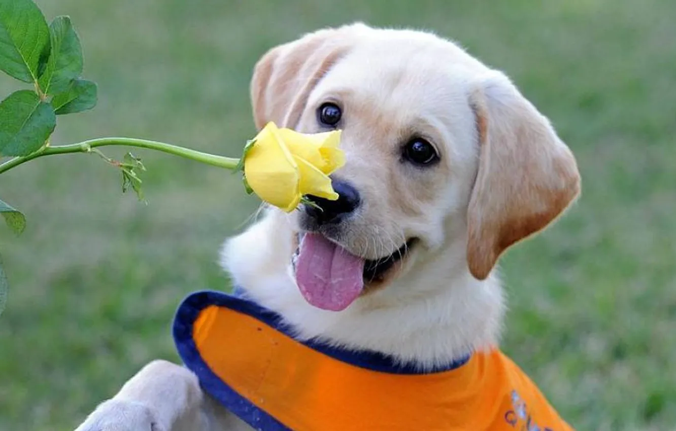 Фото обои цветок, роза, собака, flower, dog rose