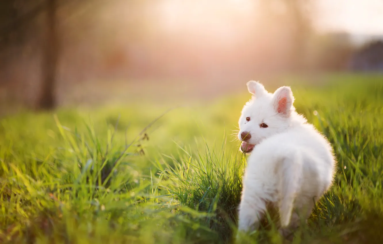 Фото обои лето, трава, собака, Щенок, белая