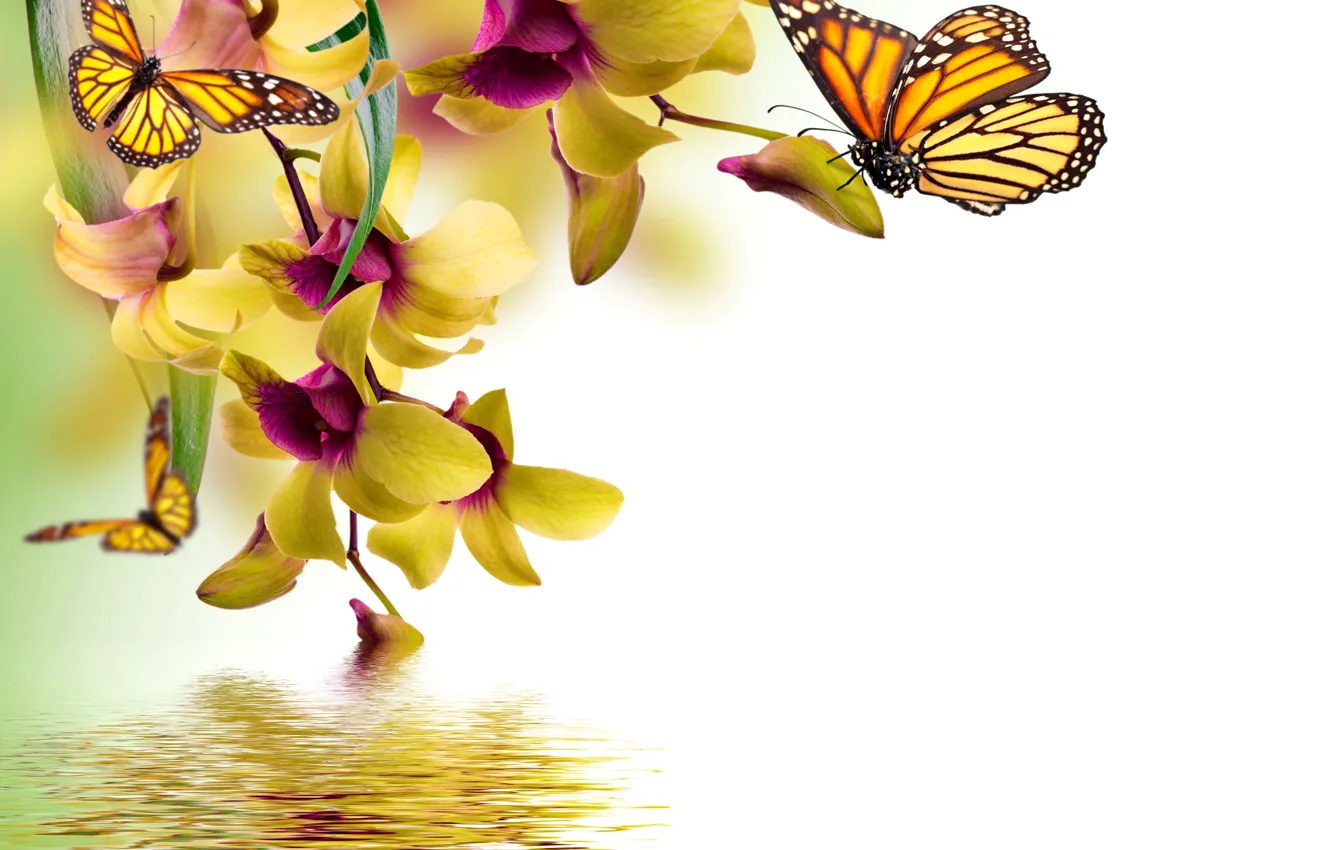 Фото обои бабочки, цветы, yellow, орхидея, water, flowers, beautiful, orchid, spring, reflection, butterflies