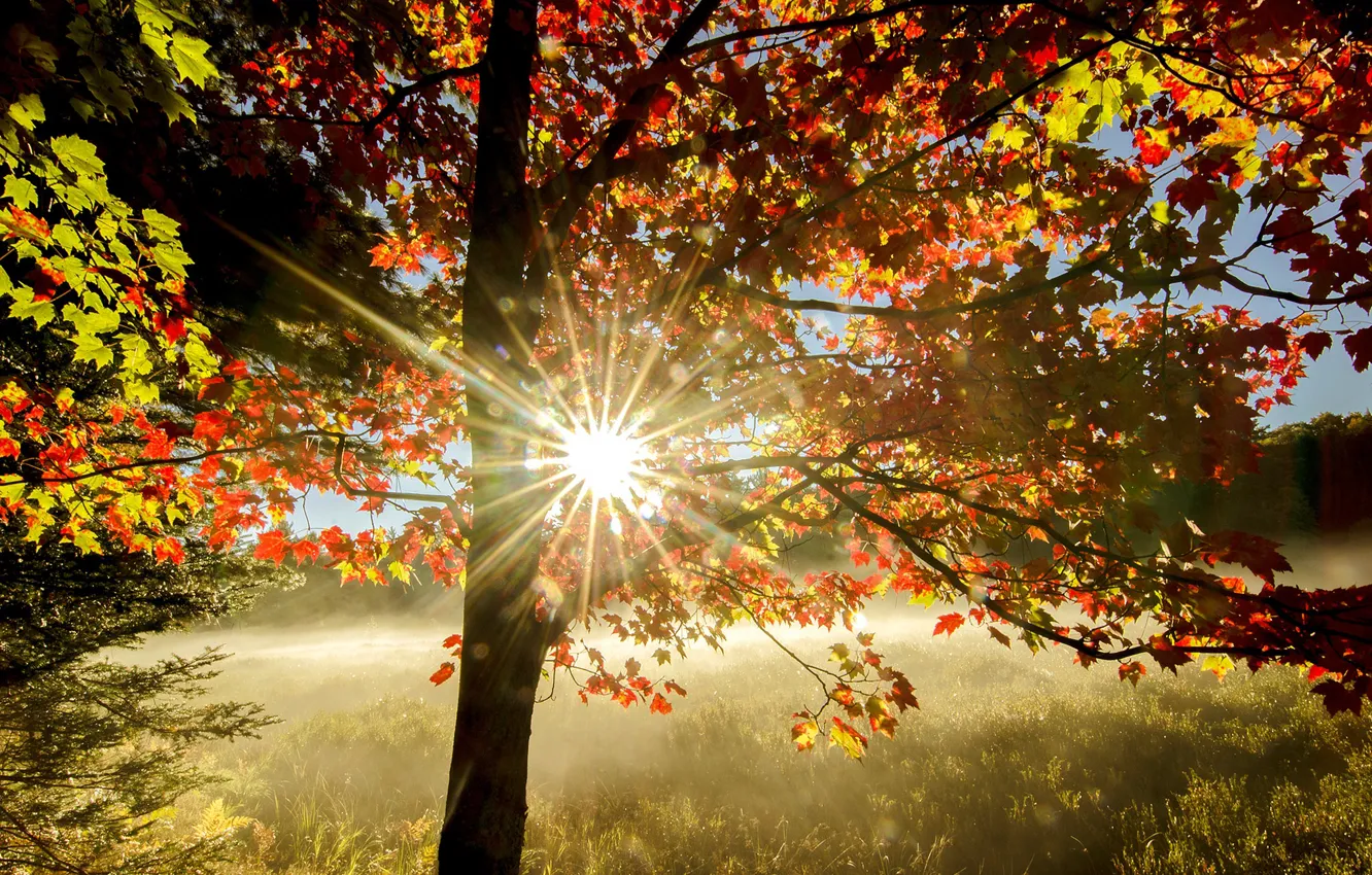 Фото обои осень, свет, дерево