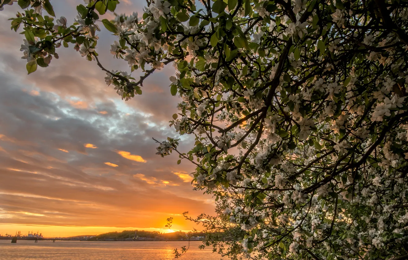 Фото обои закат, ветки, река, дерево, Швеция, яблоня, цветение, Sweden, Göta Älv River, река Гёта-Эльв