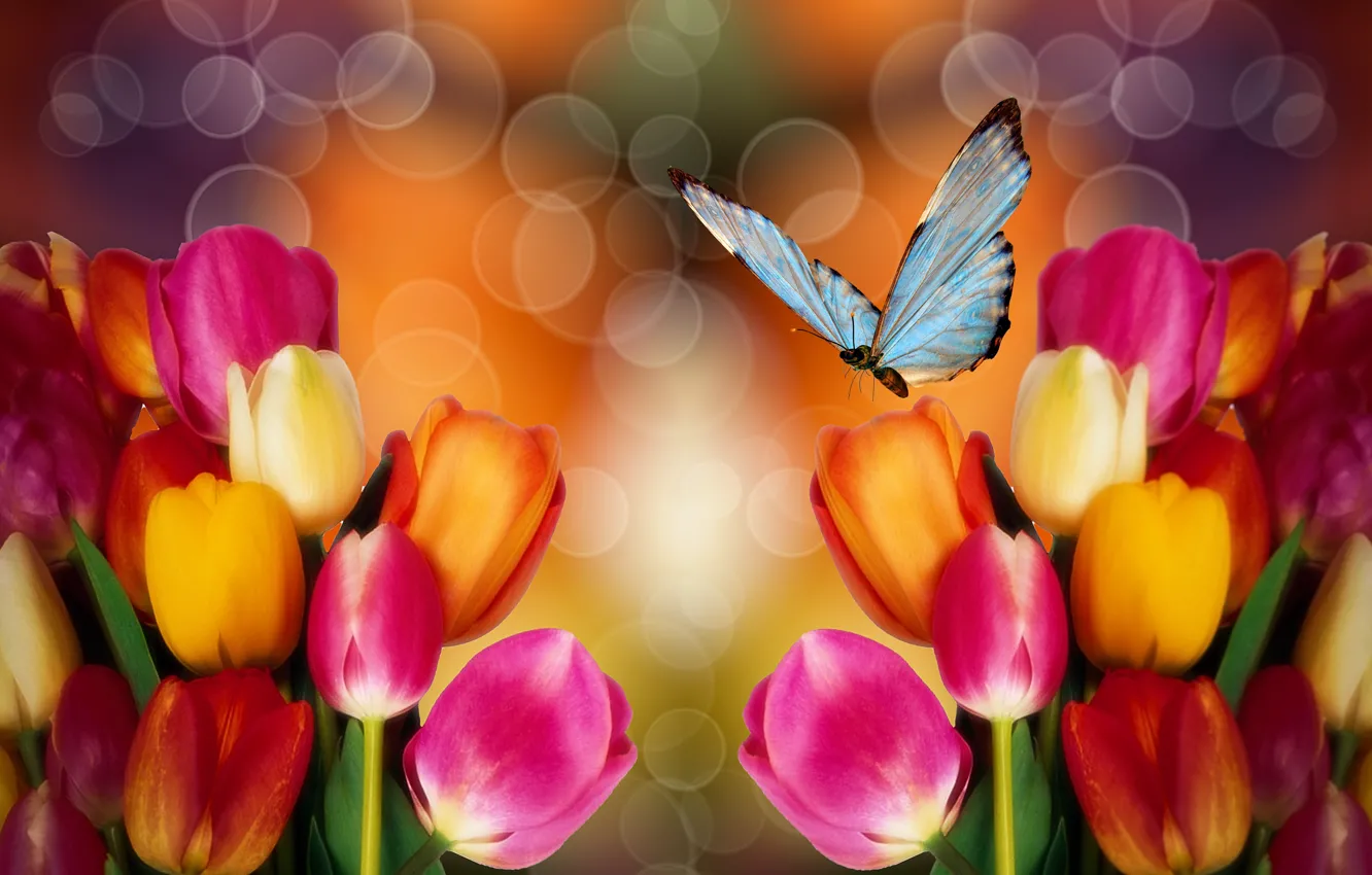 Фото обои цветы, бабочка, тюльпаны, красочный фон