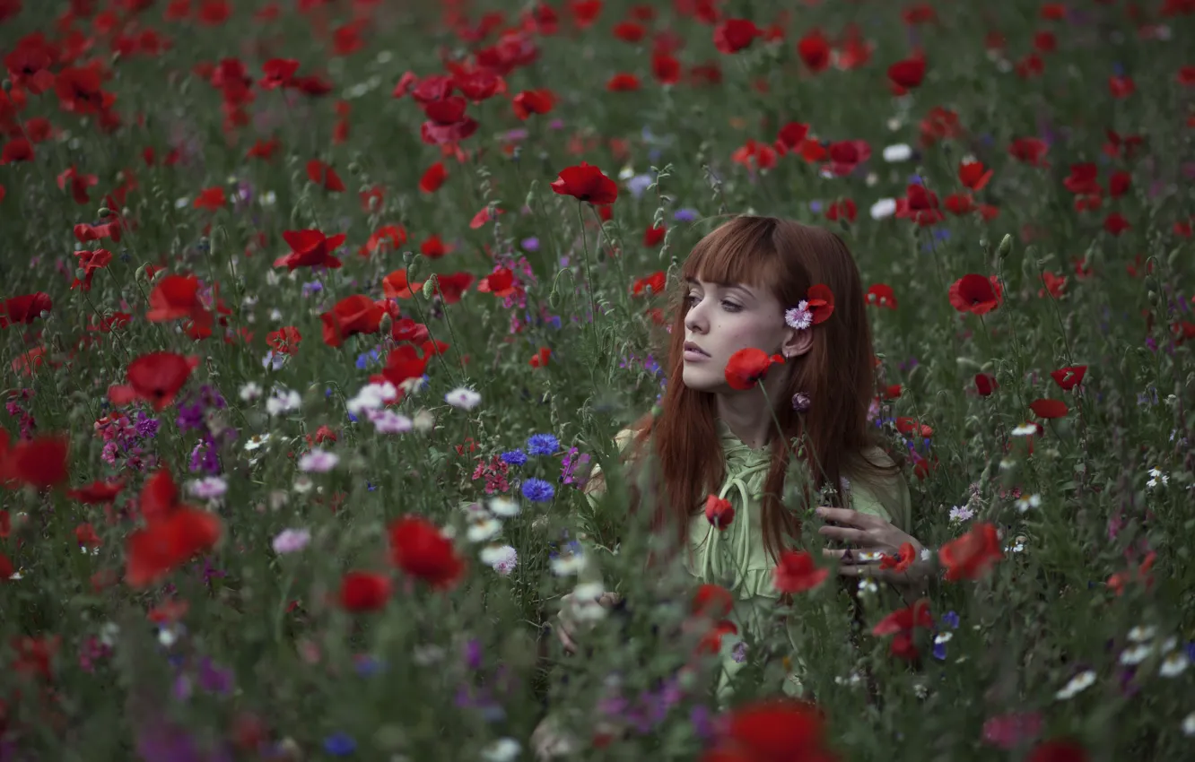 Фото обои girl, field, flowers, poppies. 
