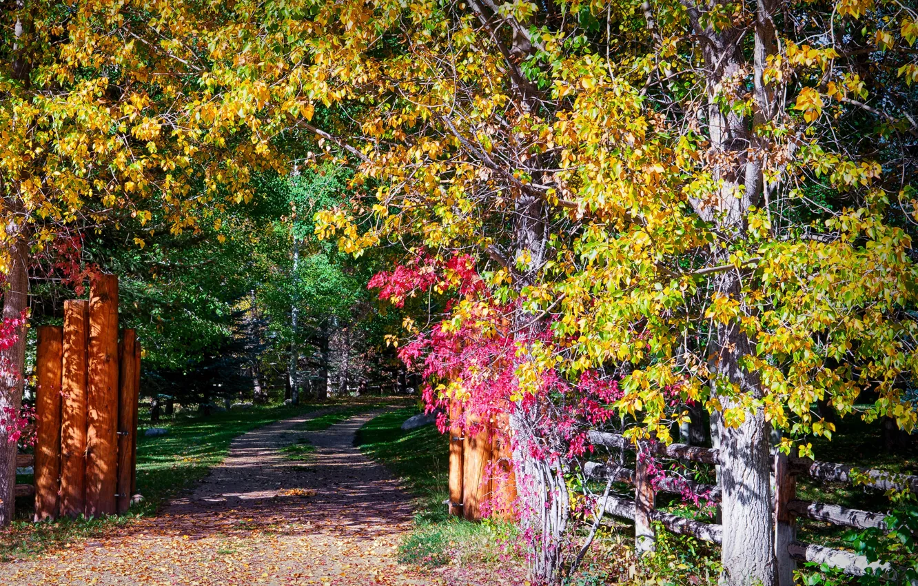 Фото обои осень, листья, солнце, деревья, парк, столбы, забор, дорожка