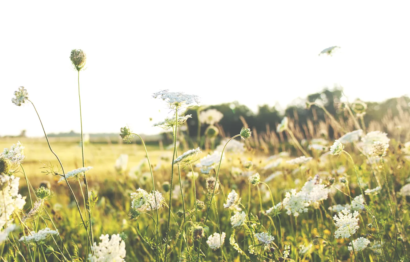 Фото обои лето, трава, цветы