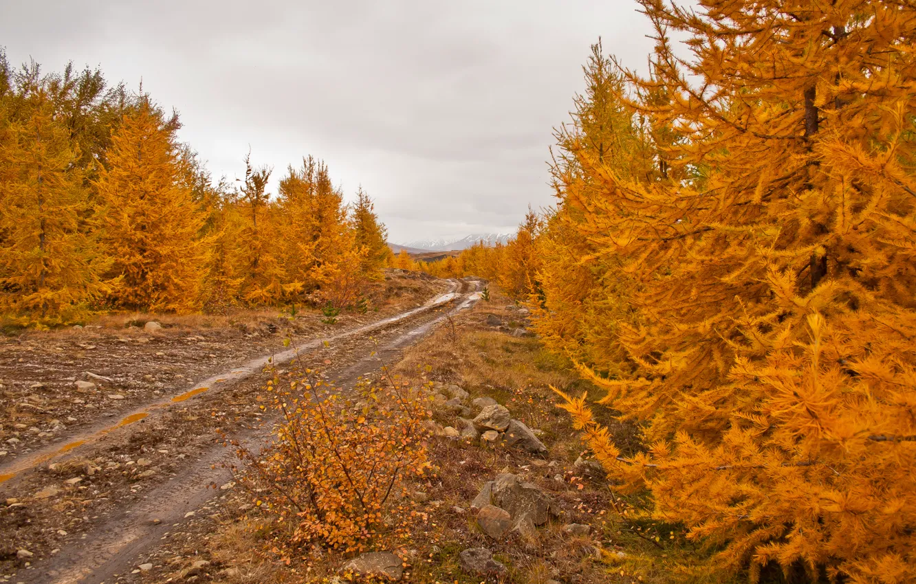 Фото обои дорога, осень, небо, листья, деревья, камни